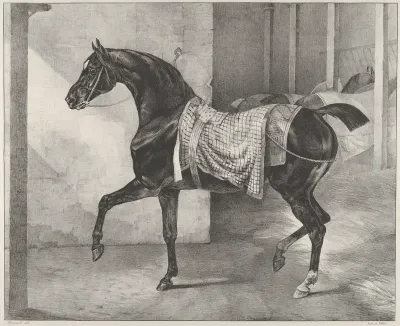 Black Horse Tethered in a Stable
