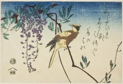 Black-naped oriole and wisteria