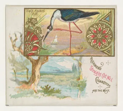 Black-necked Stilt, from the Game Birds series (N40) for Allen & Ginter Cigarettes