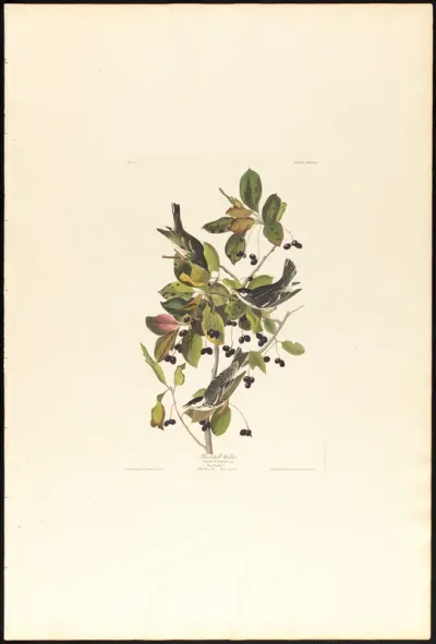 Black Poll Warbler