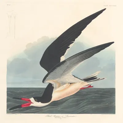 Black Skimmer