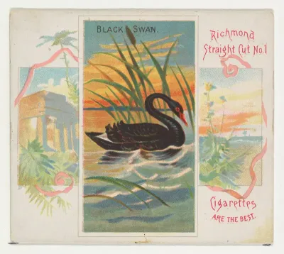 Black Swan, from Birds of the Tropics series (N38) for Allen & Ginter Cigarettes
