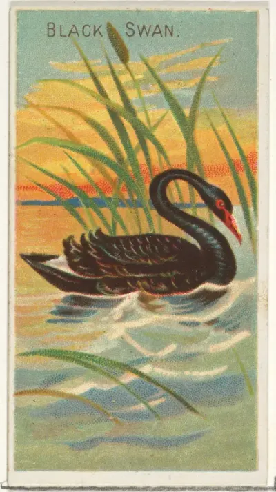 Black Swan, from the Birds of the Tropics series (N5) for Allen & Ginter Cigarettes Brands