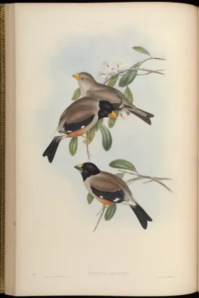 Black-tailed Grosbeak