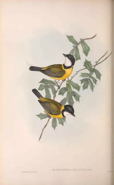 Black-tailed Pachycephala