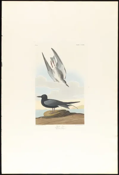 Black Tern