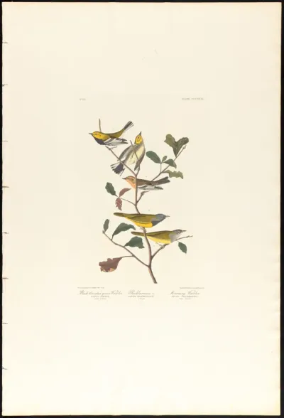 Black throated Green Warbler, Blackburnian Warbler and Mourning Warbler