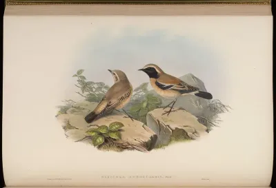 Black-throated Stone-Chat
