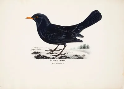 Blackbird, Male