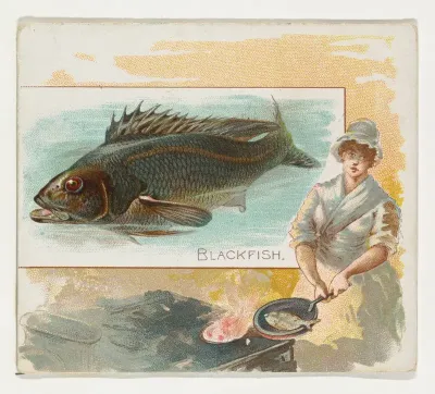 Blackfish, from Fish from American Waters series (N39) for Allen & Ginter Cigarettes