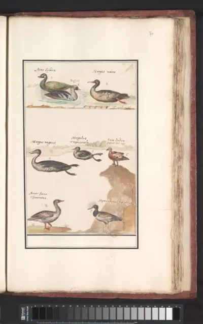 Blad met acht eenden (Anas), zaagbekken (Mergus) en andere watervogels