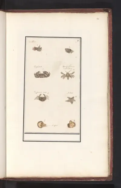 Blad met acht kreeftachtigen en weekdieren