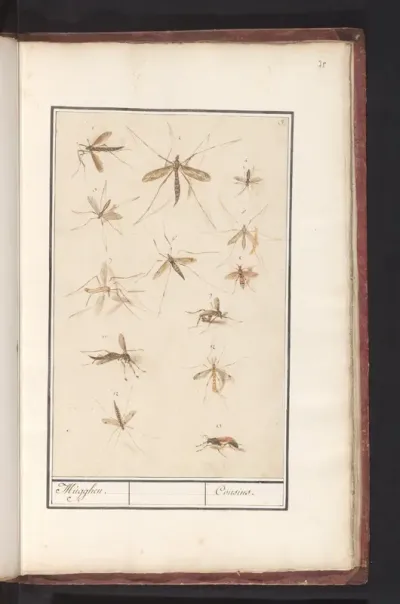 Blad met dertien muggen (Historia Naturalis van Rudolf II)