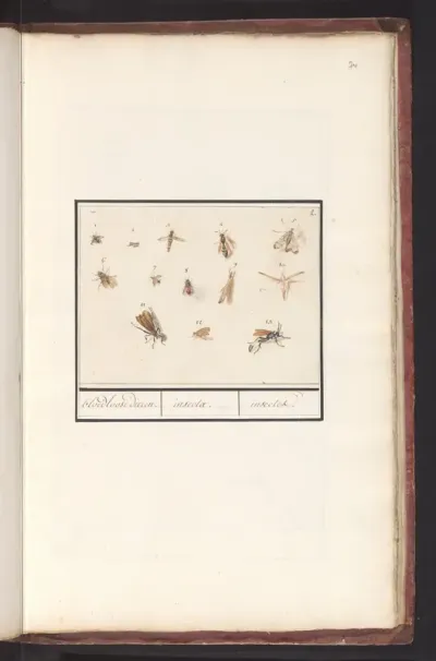 Blad met dertien vliegende insecten