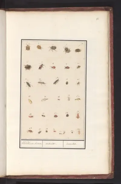 Blad met drieëndertig insecten