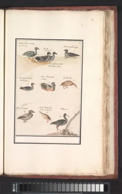 Blad met tien eenden (Anas) en andere watervogels