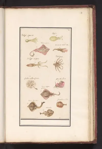 Blad met twaalf vissen en inktvissen