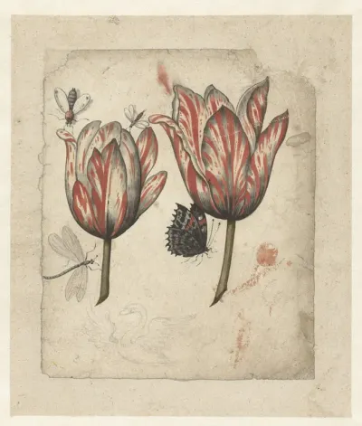 Blad met twee tulpen en enkele insecten