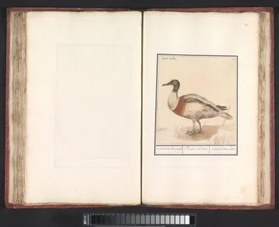 Blad met vier eenden (Anas) en een aalscholver (Phalacrocorax carbo)