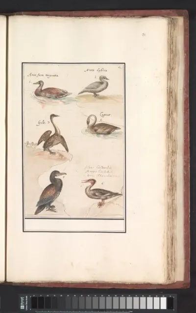 Blad met zes eenden (Anas) en andere watervogels
