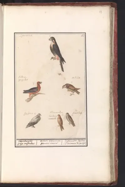 Blad met zes roofvogels