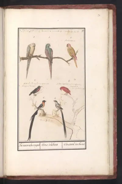 Blad met zeven tropische vogels