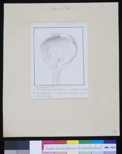 Bladder of a child