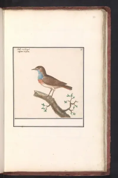 Blauwborst (Luscinia svecica)