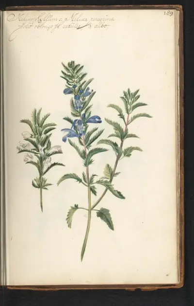 Blauwe citroenmelisse (Melissa officinalis)
