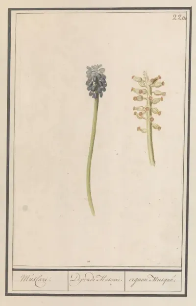 Blauwe druifjes (Muscari botryoides)