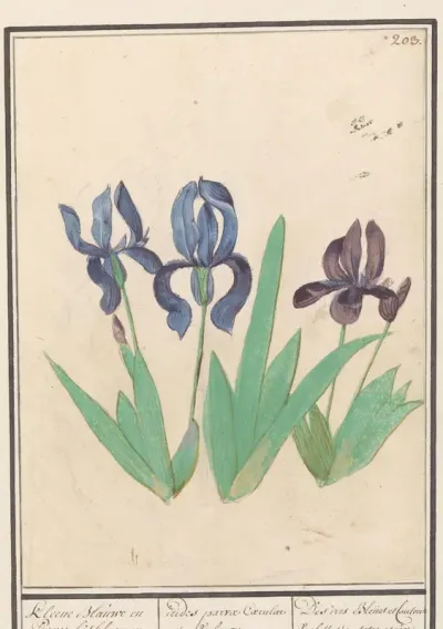 Blauwe en paarse irissen (Iris germanica)