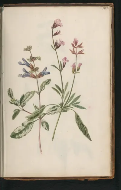 Blauwe en roze echte salie (Salvia officinalis)