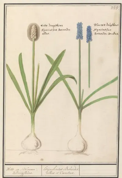 Blauwe en witte druifjes (Muscari botryoides)