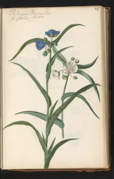 Blauwe en witte eendagsbloem (Tradescantia virginiana)
