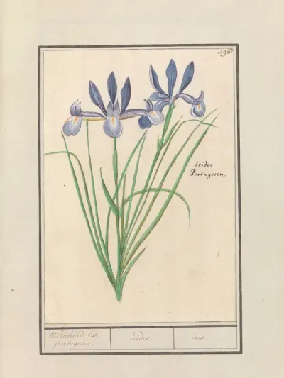 Blauwe lis (Iris sibirica)