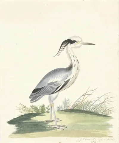 Blauwe reiger