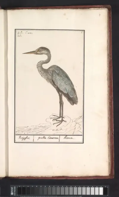 Blauwe reiger (Ardea cinerea)