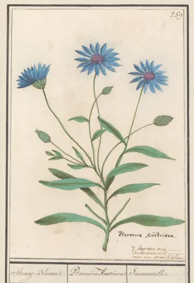 Blauwe strobloem (Catananche caerulea)