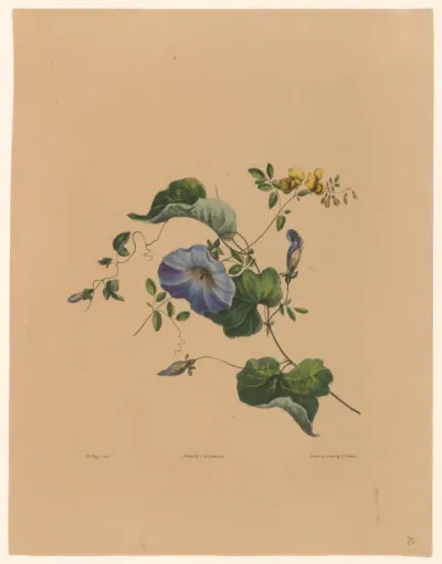 Blauwe winde