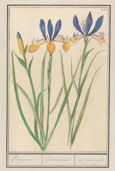 Blauwgele lis (Iris sibirica)