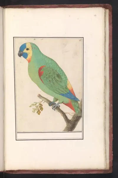 Blauwvoorhoofdamazone (Amazona aestiva)