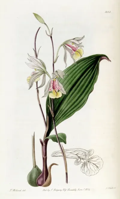 Bletia Gracilis