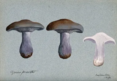 Blewit fungus (Lepista saeva): three fruiting bodies, one sectioned