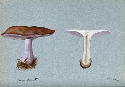 Blewit fungus (Lepista saeva): two fruiting bodies, one sectioned