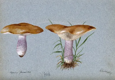 Blewit fungus (Lepista saeva): two fruiting bodies