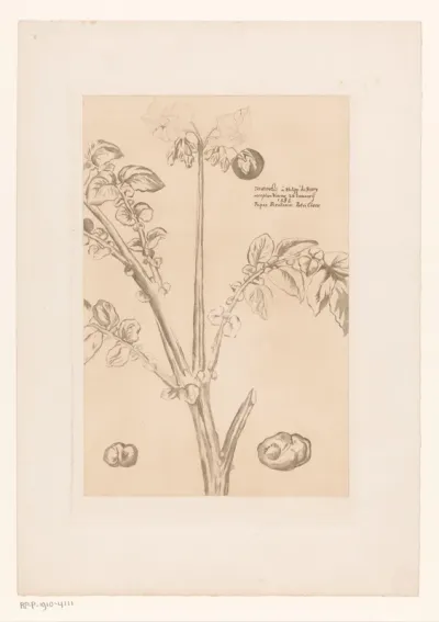 Bloeiende aardappelplant