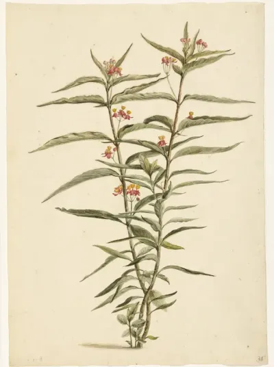 Bloeiende frederiksbloem (Asclepias curassavica)