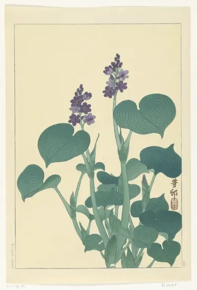 Bloeiende hosta