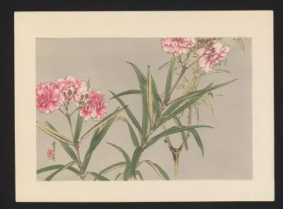 Bloeiende oleander