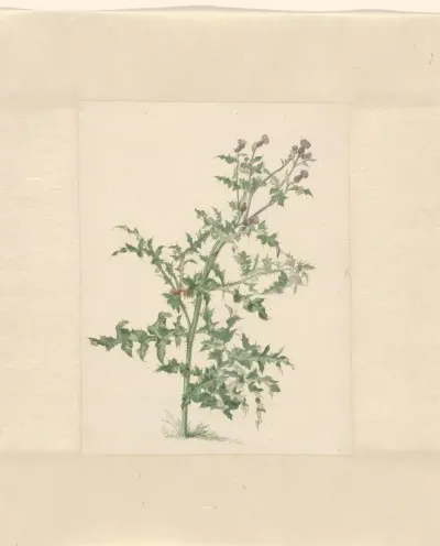 Bloeiende plant